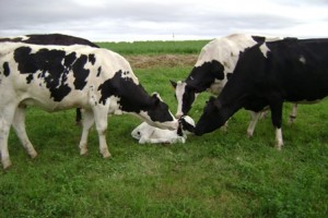 بیماری های شایع در گاو شیری