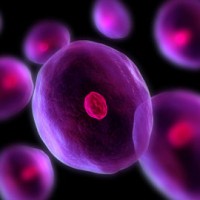 نقش سلولهای چربی در کمک به حفاظت ما در برابر عفونت