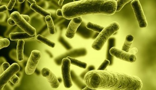 میکروب معده چیست