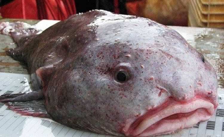 زشت ترین ماهی دنیا