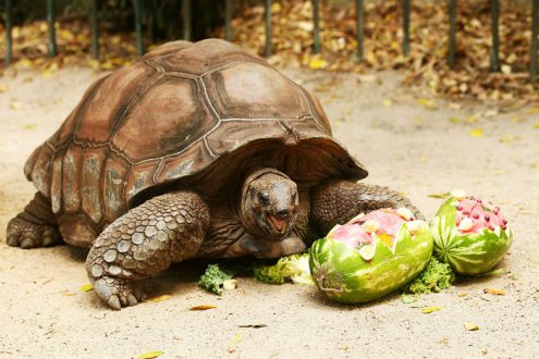 لاکپشت بیشترین طول عمر را دارد