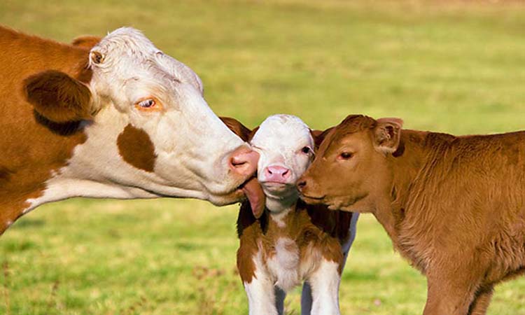 راهکار برای افزایش شیر گاو