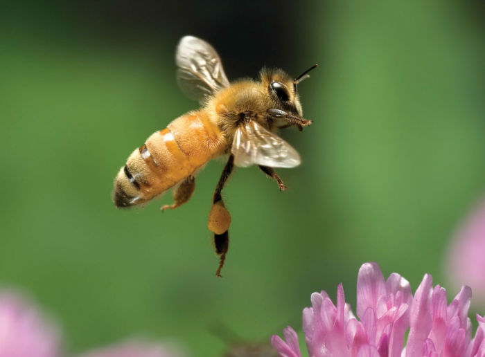 زنبور عسل نر