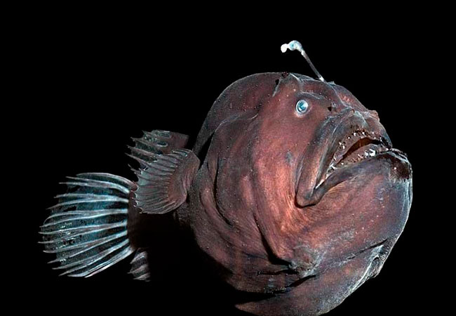 زشت ترین ماهی دنیا ، قلابچه ماهی ها 