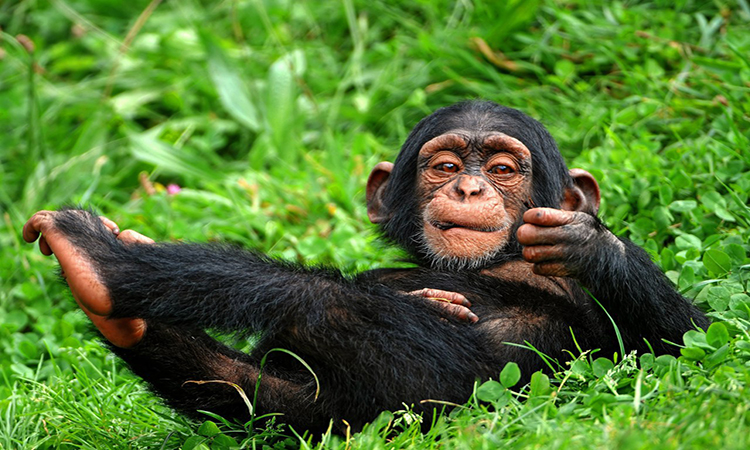 شامپانزه های باهوش