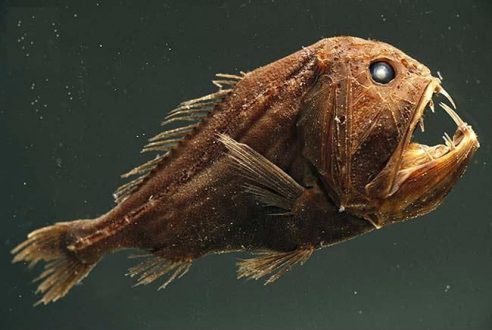 نام ماهی های عجیب دریایی مثل قلابچه ماهی