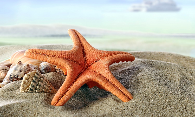 همه چیز درباره ستاره دریایی