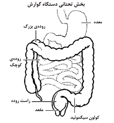 سیستم دفع ادرار بدن