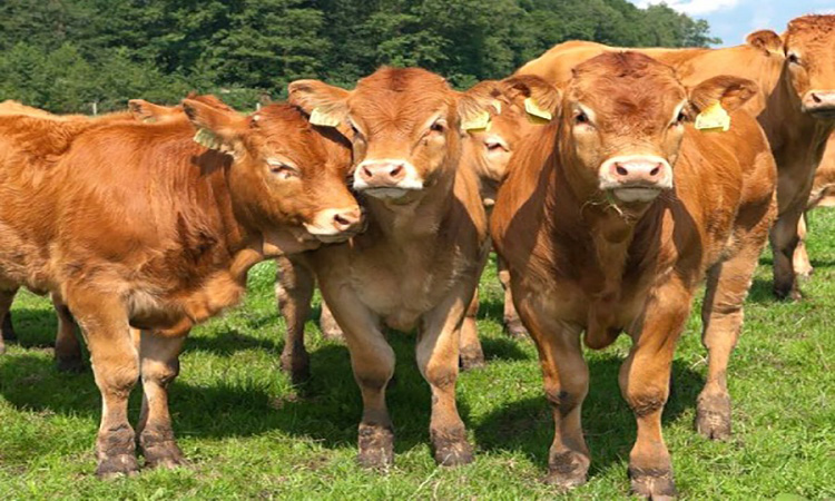 گاوها  از لحاظ اجتماعی