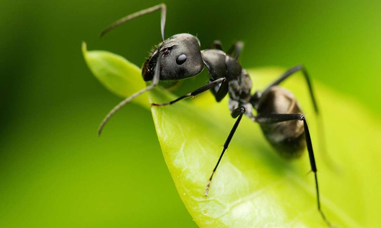 مورچه صدای بلندی دارد