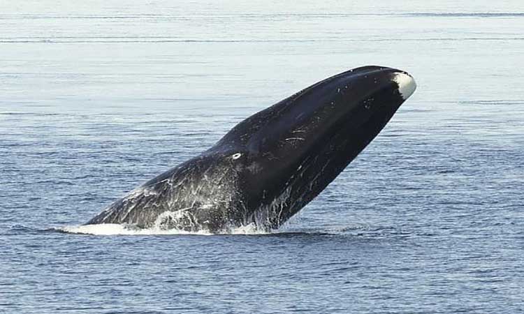 نهنگ‌های قطبی ضد سرطان است